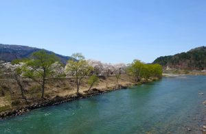 伊南川と桜